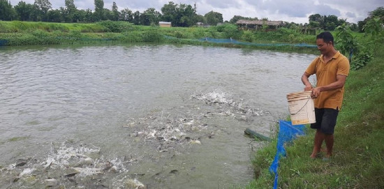 भारतबाट अवैध रूपमा माछा आउँदा कैलालीका व्यवसायीक किसान मारमा