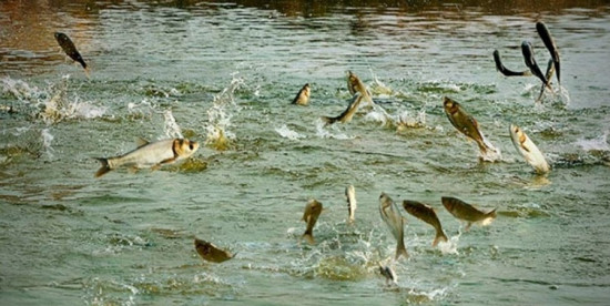 दाङमा वार्षिक ६०९ टन माछा उत्पादन