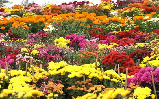 पुष्प मेलामा एक करोडभन्दा बढीको कारोबार