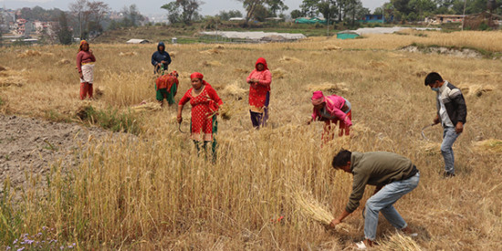 गहुँ र धानको बीउ उत्पादन गरेबापत चितवनका किसानले पाए प्रोत्साहन रकम
