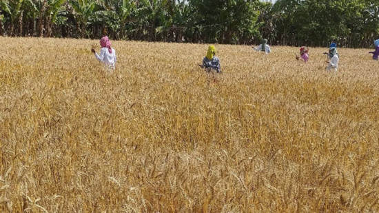 गहुँमा उत्पादनअनुसारको अनुदान