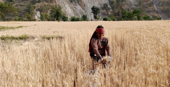 तल्तडी जिउलामा गहुँ टिप्दै महिला