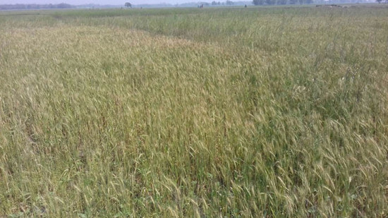 भित्र्याउने बेलाको गहुँ र जौमा असिनापानी