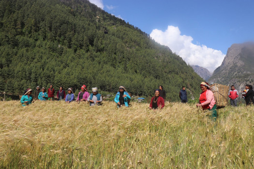 करुबारीमा काम गर्दै थानचोकका महिला