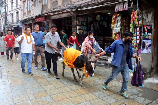 गाईजात्राका अवसरमा राजधानीका टोलटोलबाट सांस्कृतिक झाँकी