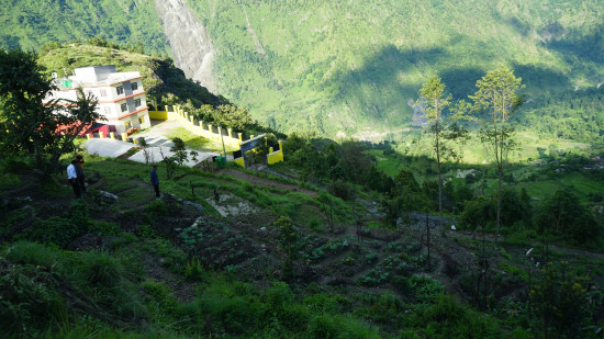 बाँझिएको पाखोबारीमा झाडी फाडेर तरकारी खेती