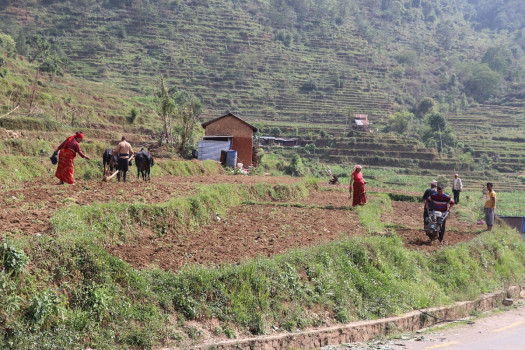 ट्याक्टरले विस्थापित गर्न सकेन हलो