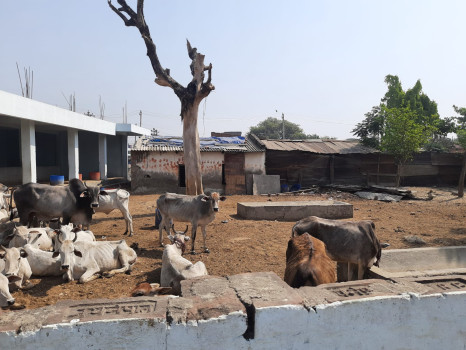 चौपायालाई गौशाला छ, आहारा छैन