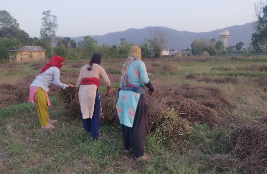 बर्सिम घाँसको बीउ बेचेर दुई लाखसम्म आम्दानी
