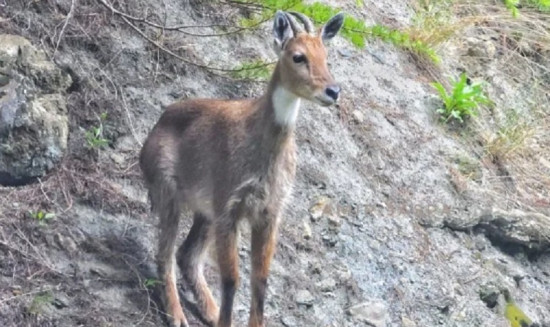 चिसो छल्न बेँसी झर्दा वन्यजन्तुलाई ज्यानको जोखिम