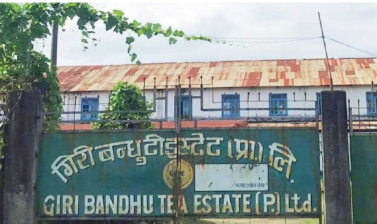 गिरीबन्धु चिया बगानका श्रमिकले पाएनन् ज्याला