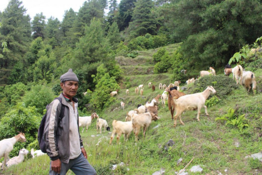 बाख्रा पालनबाट मनग्य आम्दानी