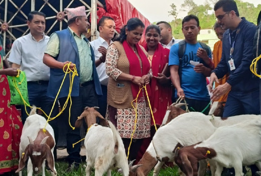 विपन्नको जीवनस्तर उकास्न कमलामाईमा बाख्रा वितरण