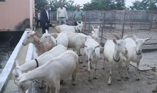 बाख्राको चीजको माग उच्च