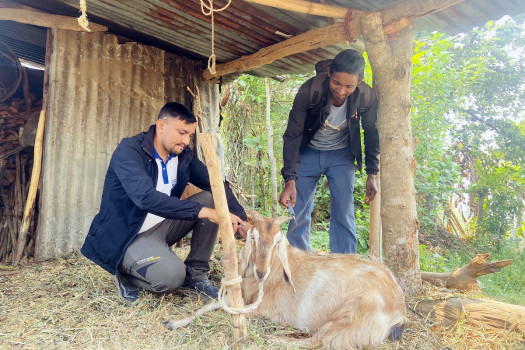 बाख्रालाई पीपीआरको भ्याक्सिन