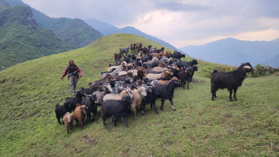 लेकमा बाख्रा चराउँदै स्थानीय वृद्धा