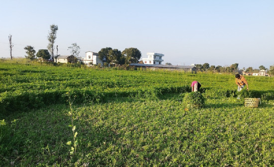 नगदे बालीका रुपमा घाँसखेती