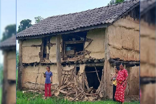 कोशीमा जंगली हात्तीको उपद्रो बढ्दै