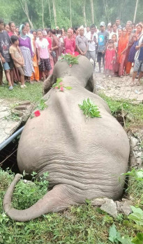 सेफ्टी ट्यांकीमा परेर जंगली हात्तीको मृत्यु