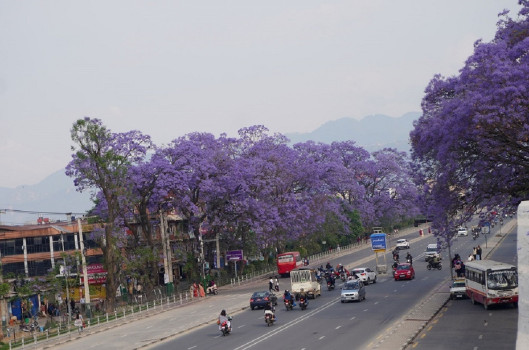 जाकाराण्डा फूल संरक्षण गर्दै ललितपुर महानगर