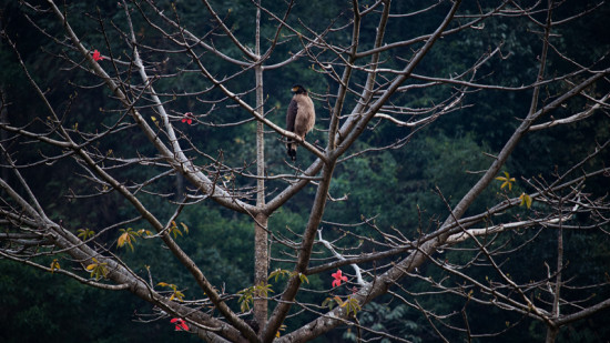 गुल्मीमा भेटिए ३०५ प्रजातिका चरा