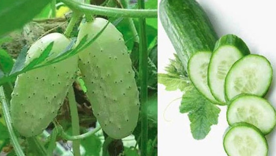 असिनाले दुई करोडको काँक्रा बिउ सखाप