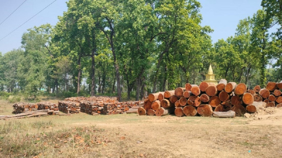 नीति अभावले वनमै कुहिँदै करोडौँका काठ, आर्थिक संकटमा वन समूह