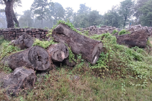 वन कार्यालयमा सड्दै एक करोडभन्दा बढीको सालको काठ