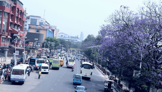 जाकाराण्डाले बढाएको सुन्दरता