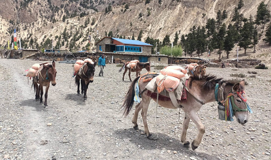 खाद्यान्न ढुवानीका लागि खच्चडको भर