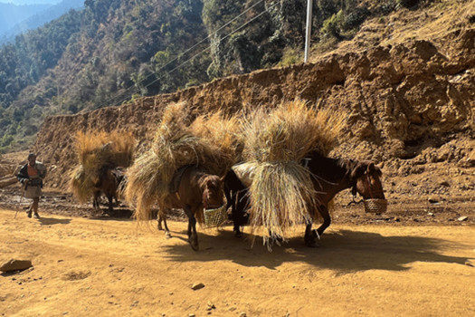 गाउँमा मोटर गुड्न थालेपछि घाँस र मल बोक्छन् खच्चड