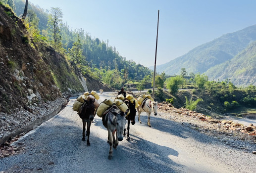 रिम्नाबाट खच्चडलाई बालुवा बोकाएर जुरेली तर्फ लगिँदै