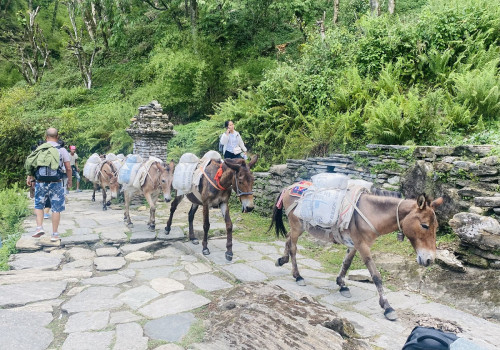 घान्द्रुकमा खच्चडबाट निर्माण सामग्री ढुवानी गरिँदै