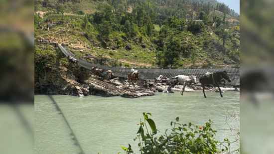 झोलुंगे पुलमा १३ खच्चर फसेपछि...