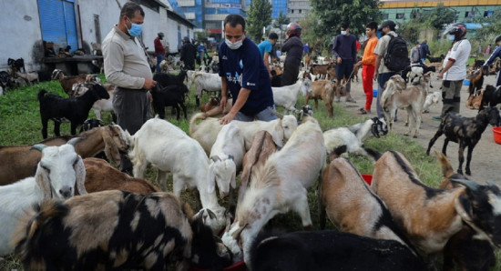 खाद्यले घटायो खसीबोका र च्याङ्ग्राको मूल्य