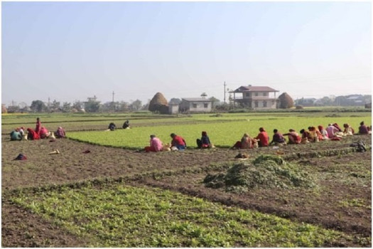 पश्चिम चितवन गाजरखेतीको 'हब' बन्दै