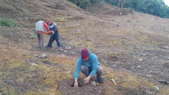 तमानखोलाको बाँझो जमिनमा फलफूल खेती