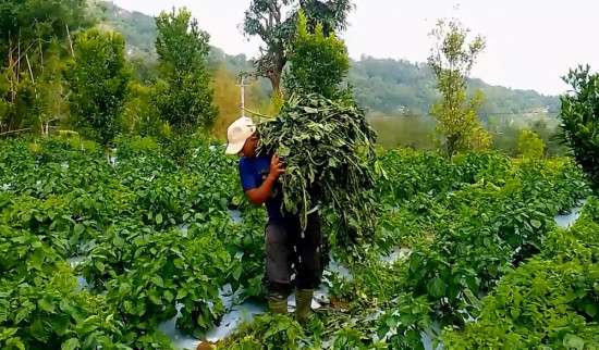 हावाहुरीले अकबरे खुर्सानीमा क्षति, किसान चिन्तित