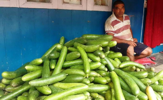 काँक्रोबाट मनग्य कमाउँदै सूर्योदयका किसान