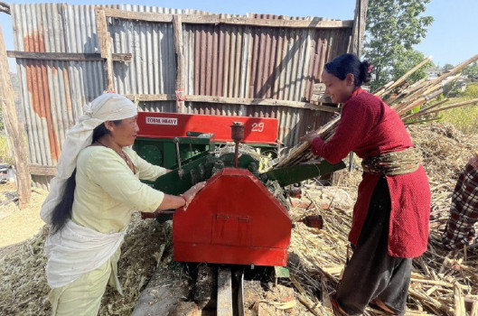 सिँचाइ अभावमा बाँझो बसेका खेतबारीमा उखुखेती, गुड र खुदोबाट प्रशस्त आम्दानी