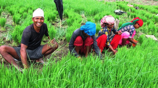 किसानलाई रोपाइँको चटारो