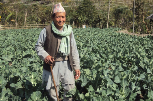 खेतबारीमा नङ्‍ग्रा खियाएर वार्षिक १५ लाख कमाउँछन् ८० वर्षीय वृद्ध