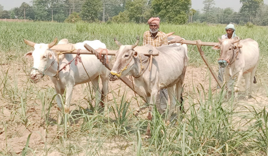 सिंगो हिउँद पानी नपरी बित्नै लाग्दा किसान निरास