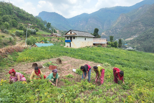 पर्वतका करिब दुई हजार किसान व्यावसायिक आलुखेतीमा