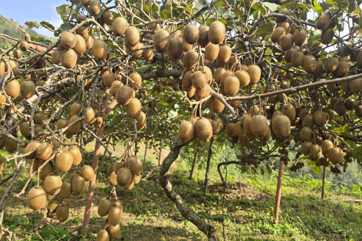 भार्सेका किसान व्यावसायिक किबीखेतीमा आकर्षित