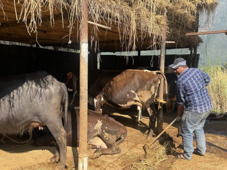 दूध बेचेर बागलुङका कुमार बस्नेतले यसरी कमाउँछन् वर्षको ३० लाख 