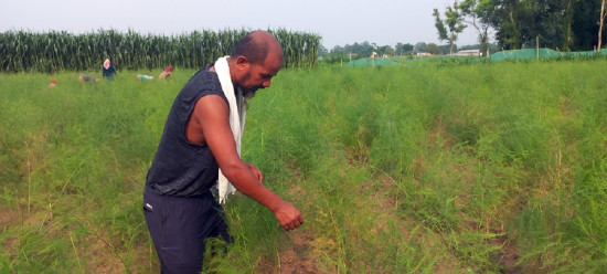 कुरिलो बेचेर एकै सिजनमा ७ लाख नाफा