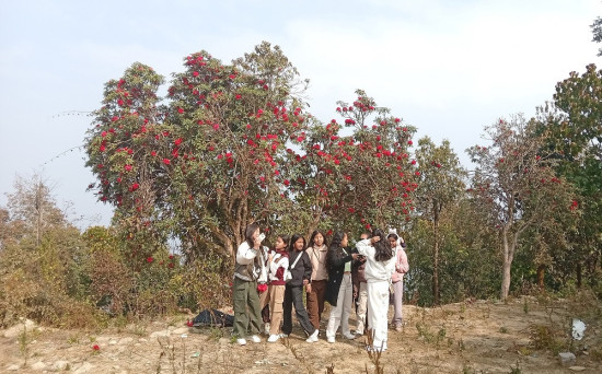 राइनासकोटमा लालीगुराँसले लोभ्याउँदैछ पर्यटक