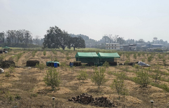 'सिभिल इन्जिनियर' अध्ययन गरेर व्यावसायिक कागतीखेती रमाउँदै प्रतीक
