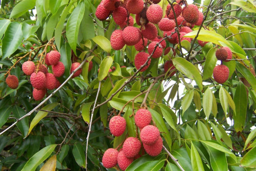 रामघाट सुर्खेतमा व्यावसायिक लिचीमा आकर्षण